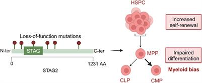 The consequences of cohesin mutations in myeloid malignancies